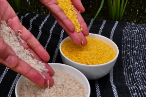 Golden_Rice