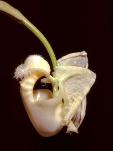 You can see the escape spout in this Coryanthes alborosea flower on the left. Image from Wikipedia.